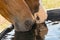 Closeup of two horses with their muzzles in water