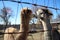 Closeup of two Huacaya alpacas through net kissing each other against a clear sunlit sky