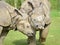 Closeup two Indian rhinoceros