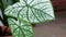 Closeup of two leaves of Caladium bicolor, called Heart of Jesus.