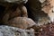 Closeup of two leopard tortoises in their rock cave reproducing