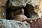 Closeup of two leopard tortoises in their rock cave reproducing