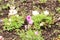 Closeup of two little pink tulip at shibazakura festival , Yama