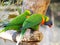 Closeup of two Loriini parrots perched on a tree trunk