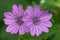 Closeup on two magenta flowers of hedgerow cranesbill, Geranium pyrenaicum