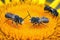 Closeup of two males of the alfalfa leafcutter bee, Megachile rotundata