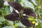 Closeup of two mating butterflies Papilio polytes with spread wings