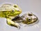 Closeup of two mating green frogs