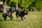 Closeup of two miniature schnauzers running and playing in a park on a sunny day