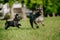 Closeup of two miniature schnauzers running and playing in a park on a sunny day