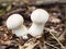 Closeup of two mushrooms Lycoperdon in its natural habitat