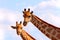 Closeup two namibian giraffes on blue sky background