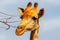 Closeup two namibian giraffes on blue sky background