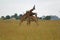 Closeup of two playful giraffes, the fauna of Serengeti National Park, Tanzania