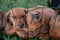 Closeup of two Rhodesian Ridgeback puppies against the green fence