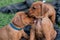 Closeup of two Rhodesian Ridgeback puppies licking each other