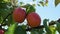 Closeup of two ripe red nectarines on the branch, fresh sweet peach fruit