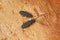 Closeup on two silvanid flat bark beetles, Uleiota planata, hiding under a fallen log of a tree