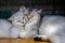 Closeup of two sleeping cuddling cats together british shorthair pet couple