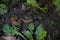 Closeup of two slugs on the ground