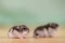 Closeup of two small funny miniature jungar hamsters sitting on a floor. Fluffy and cute Dzhungar rats at home