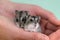 Closeup of two small funny miniature jungar hamsters sitting on a woman`s hands. Fluffy and cute Dzhungar rats at home