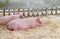 Closeup of two small piglets sleeping