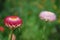 Closeup of two strawflowers foccus on left