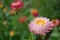 Closeup of two strawflowers focus on a single flower on the right