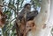 Closeup of two Tawny Frog Mouths