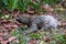 Closeup of a Two-toed sloth on the ground covered in leaves and grass under the sunlight at daytime