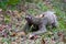 Closeup of a Two-toed sloth on the ground covered in leaves and grass under the sunlight at daytime