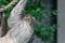 Closeup of a Two-toed sloth hanging from a rope surrounded by greenery in a zoo