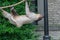 Closeup of a Two-toed sloth hanging from a rope surrounded by greenery in a zoo