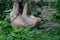 Closeup of a Two-toed sloth hanging from a rope surrounded by greenery in a zoo