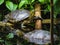 Closeup of two trachemys scripta yellow slider turtles at water