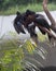 Closeup of two vibrant Black-casqued hornbills perched on a branch in the zoo on a sunny day