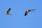 Closeup of two vibrant  goose soaring in the blue sky