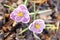 Closeup of two violet/purple crocus blooming on field, soft focus, top view
