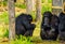 Closeup of two western chimpanzees sitting against a tree trunk, critically endangered primate specie from Africa