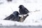 Closeup of two western jackdaw birds, snowy outdoors