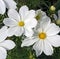 Closeup of Two White Annual Cosmos Flowers