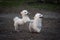 Closeup of two white-furred Maltese dogs playing at the park