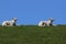 Closeup of a two white Texel sheep lambs sitting on fresh green grass in field under blue sky