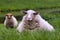Closeup of two white Texel sheep sitting on lush green pasture near pond in countryside