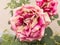 Closeup of two withering roses in the garden.