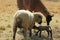 Closeup of a two year old Ewe sheep and her first birth, a new born, cute baby ewe lamb with a Llama standing next to them