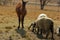 Closeup of a two year old Ewe sheep and her first birth, a new born hour old baby ewe lamb with a Llama standing next to them
