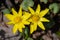 Closeup of two  yellow flowers of lesser celandine