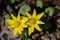 Closeup of two  yellow flowers of lesser celandine